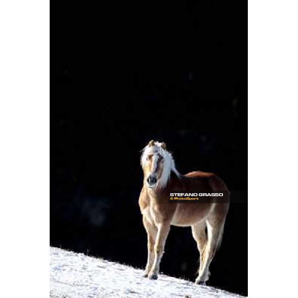 Hafling (BZ) - A freezing morning with the Haflinger ph.Stefano Grasso