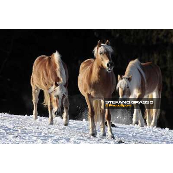 Hafling (BZ) - A freezing morning with the Haflinger ph.Stefano Grasso