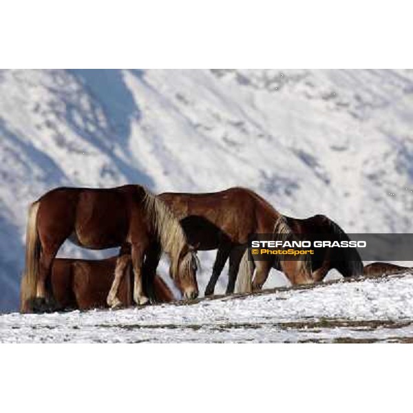 Hafling (BZ) - A freezing morning with the Haflinger ph.Stefano Grasso