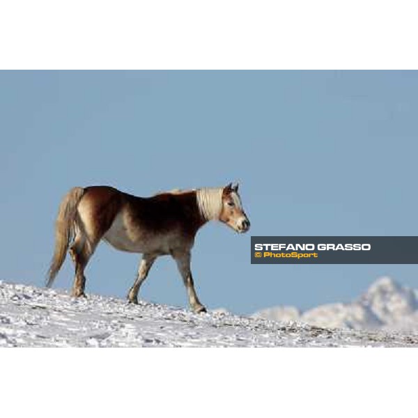 Hafling (BZ) - A freezing morning with the Haflinger ph.Stefano Grasso