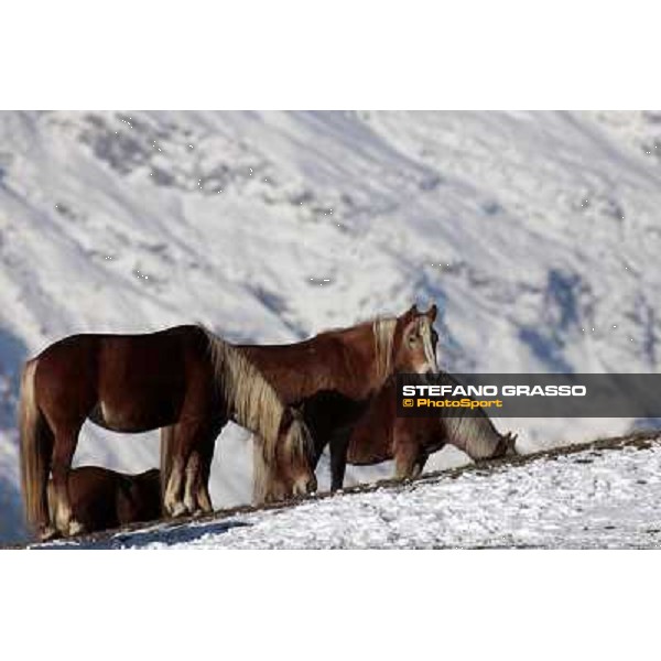 Hafling (BZ) - A freezing morning with the Haflinger ph.Stefano Grasso