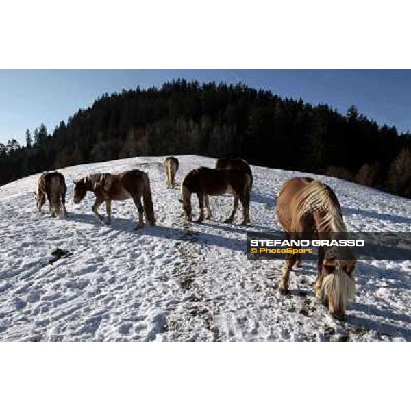 Hafling (BZ) - A freezing morning with the Haflinger ph.Stefano Grasso