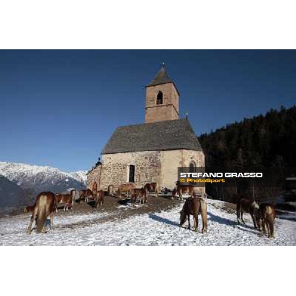 Hafling (BZ) - A freezing morning with the Haflinger ph.Stefano Grasso
