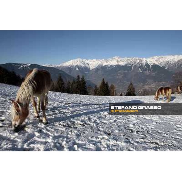 Hafling (BZ) - A freezing morning with the Haflinger ph.Stefano Grasso