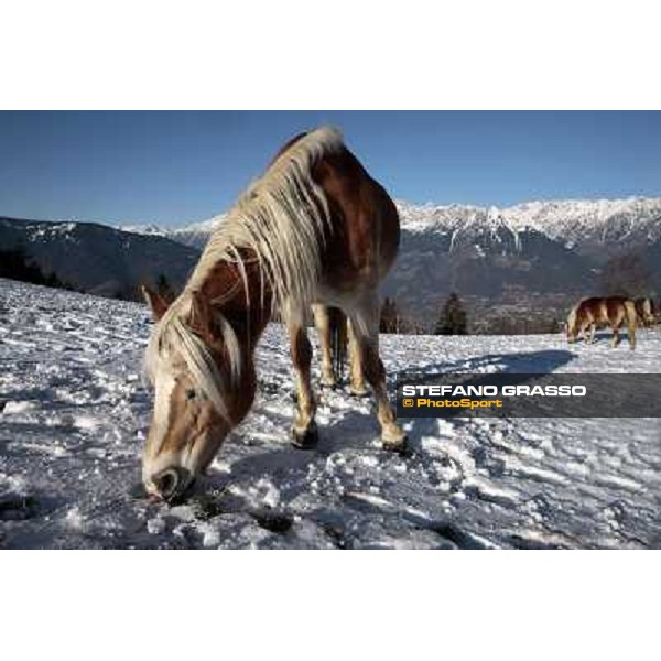 Hafling (BZ) - A freezing morning with the Haflinger ph.Stefano Grasso
