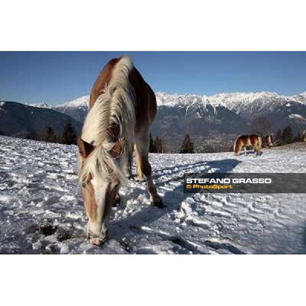 Hafling (BZ) - A freezing morning with the Haflinger ph.Stefano Grasso