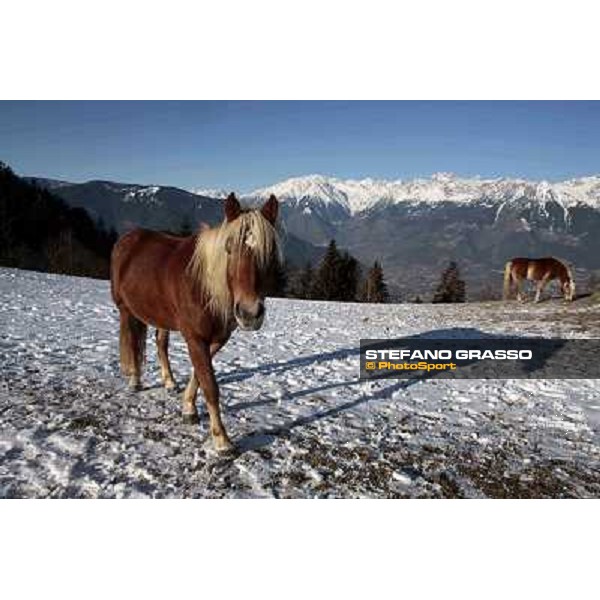 Hafling (BZ) - A freezing morning with the Haflinger ph.Stefano Grasso