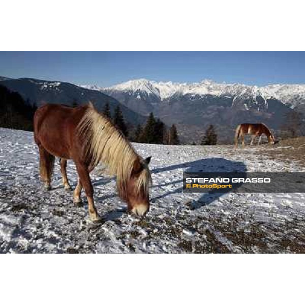 Hafling (BZ) - A freezing morning with the Haflinger ph.Stefano Grasso