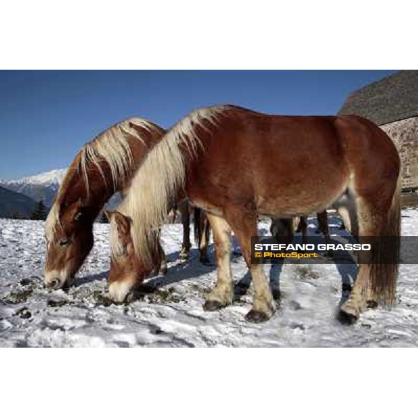 Hafling (BZ) - A freezing morning with the Haflinger ph.Stefano Grasso