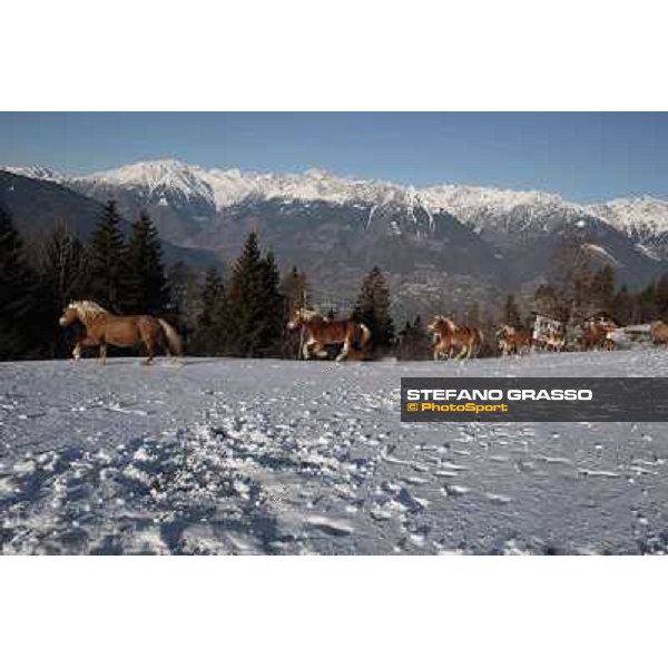 Hafling (BZ) - A freezing morning with the Haflinger ph.Stefano Grasso