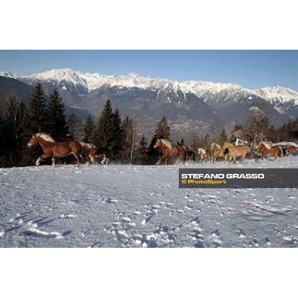 Hafling (BZ) - A freezing morning with the Haflinger ph.Stefano Grasso