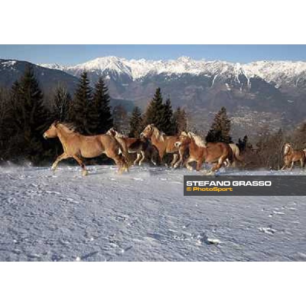 Hafling (BZ) - A freezing morning with the Haflinger ph.Stefano Grasso