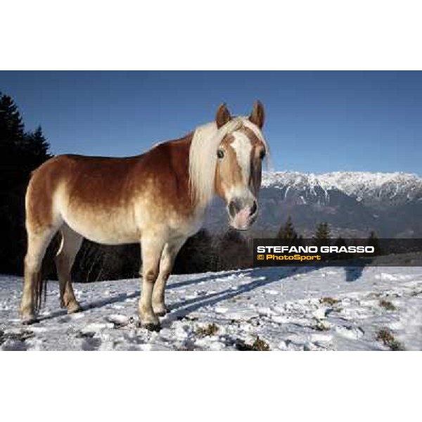 Hafling (BZ) - A freezing morning with the Haflinger ph.Stefano Grasso
