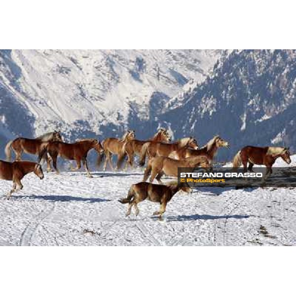 Hafling (BZ) - A freezing morning with the Haflinger ph.Stefano Grasso