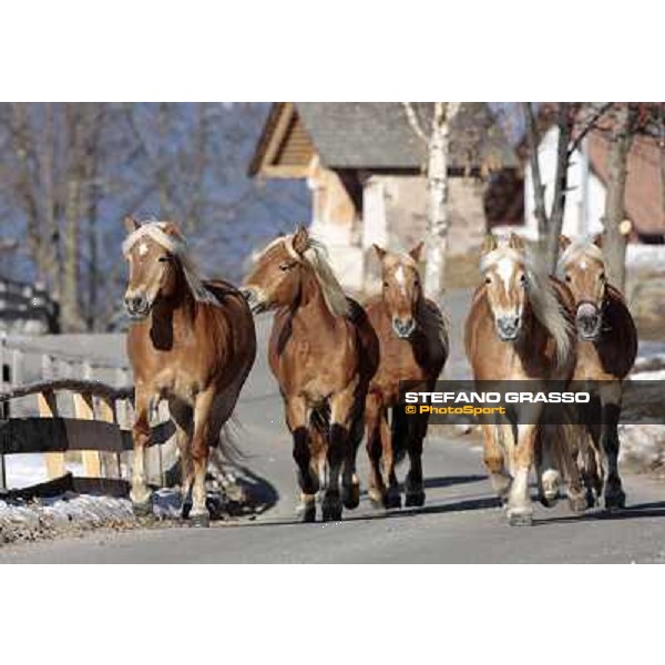 Hafling (BZ) - A freezing morning with the Haflinger ph.Stefano Grasso