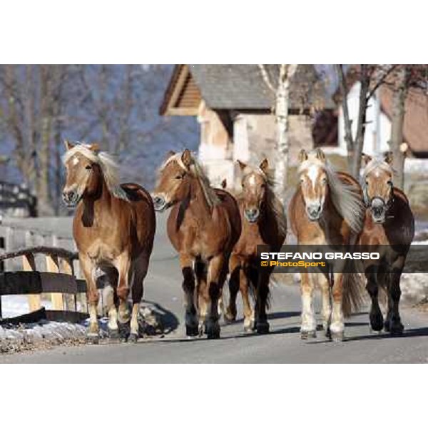 Hafling (BZ) - A freezing morning with the Haflinger ph.Stefano Grasso