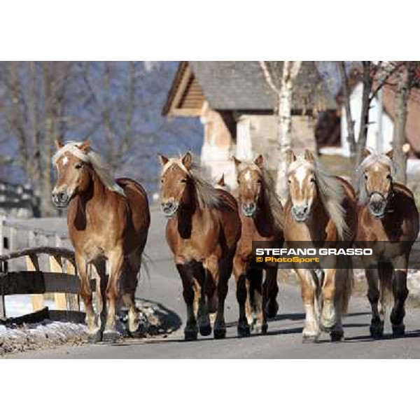 Hafling (BZ) - A freezing morning with the Haflinger ph.Stefano Grasso