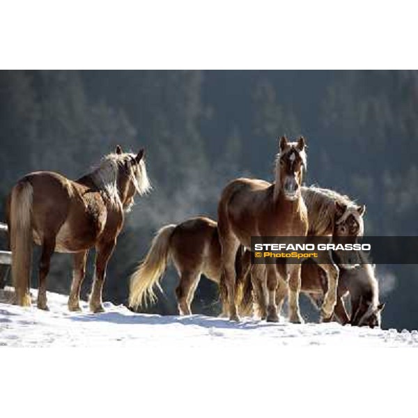 Hafling (BZ) - A freezing morning with the Haflinger ph.Stefano Grasso