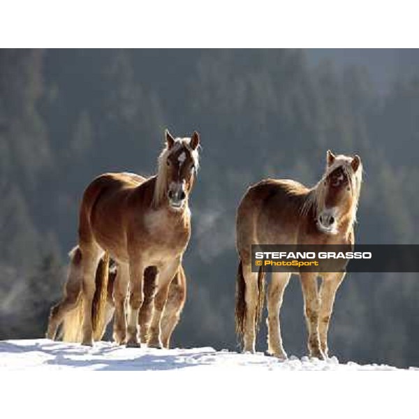 Hafling (BZ) - A freezing morning with the Haflinger ph.Stefano Grasso