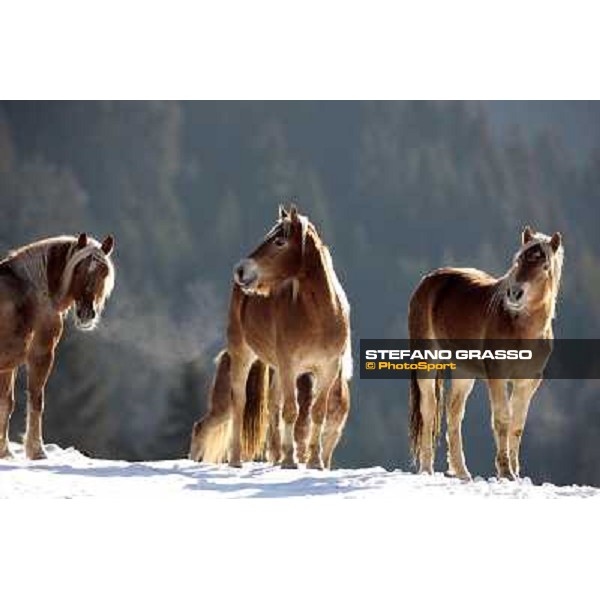 Hafling (BZ) - A freezing morning with the Haflinger ph.Stefano Grasso