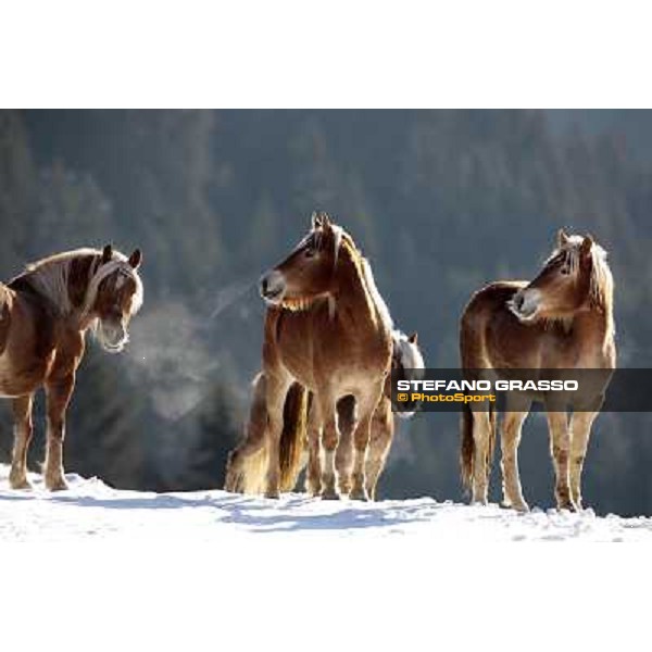 Hafling (BZ) - A freezing morning with the Haflinger ph.Stefano Grasso