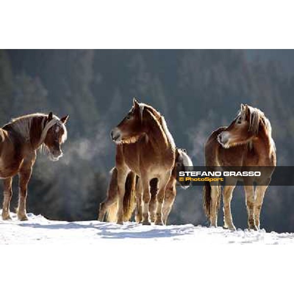 Hafling (BZ) - A freezing morning with the Haflinger ph.Stefano Grasso