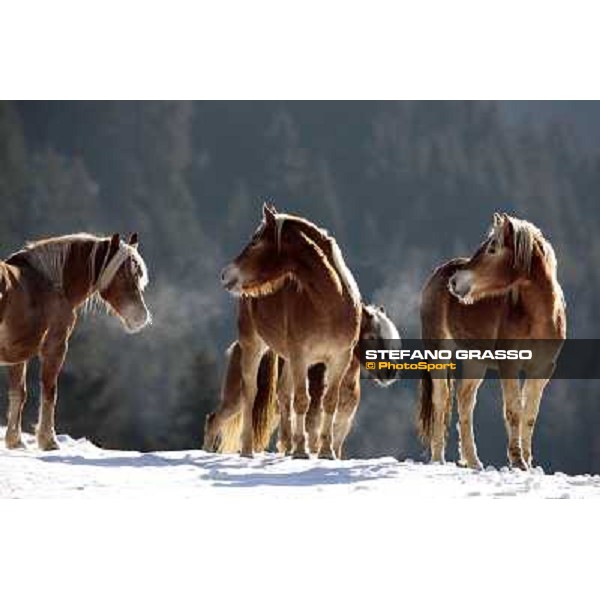 Hafling (BZ) - A freezing morning with the Haflinger ph.Stefano Grasso
