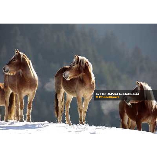 Hafling (BZ) - A freezing morning with the Haflinger ph.Stefano Grasso