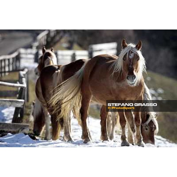 Hafling (BZ) - A freezing morning with the Haflinger ph.Stefano Grasso