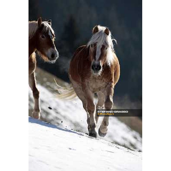 Hafling (BZ) - A freezing morning with the Haflinger ph.Stefano Grasso