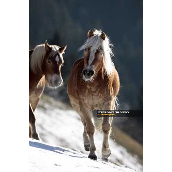 Hafling (BZ) - A freezing morning with the Haflinger ph.Stefano Grasso