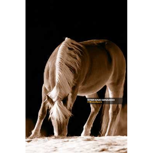 Hafling (BZ) - A freezing morning with the Haflinger ph.Stefano Grasso