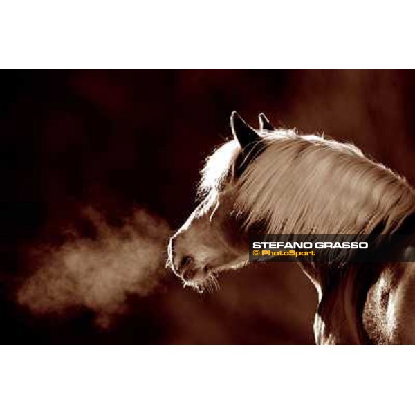 Hafling (BZ) - A freezing morning with the Haflinger ph.Stefano Grasso