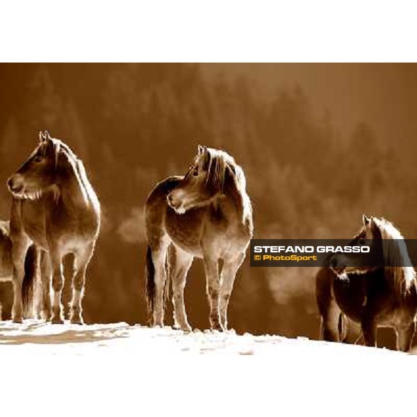 Hafling (BZ) - A freezing morning with the Haflinger ph.Stefano Grasso