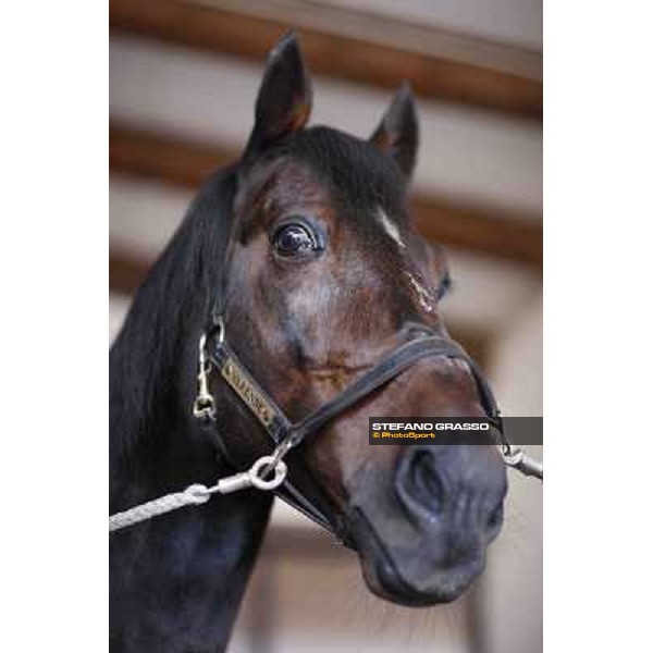 A morning with Varenne @ Il Grifone Stud Vigone (TO) 2011 ph.Stefano Grasso