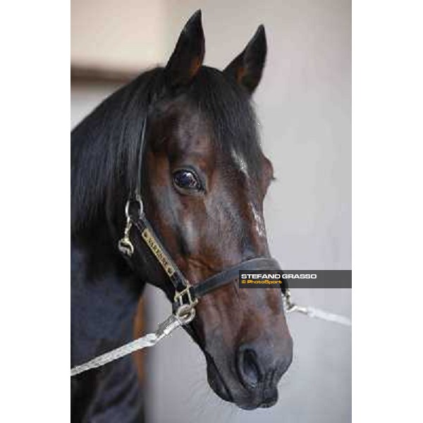 A morning with Varenne @ Il Grifone Stud Vigone (TO) 2011 ph.Stefano Grasso