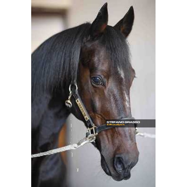 A morning with Varenne @ Il Grifone Stud Vigone (TO) 2011 ph.Stefano Grasso