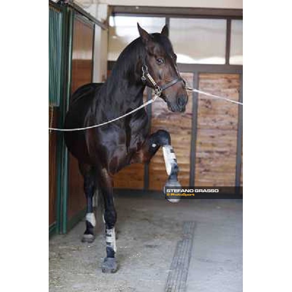 A morning with Varenne @ Il Grifone Stud Vigone (TO) 2011 ph.Stefano Grasso