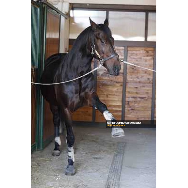 A morning with Varenne @ Il Grifone Stud Vigone (TO) 2011 ph.Stefano Grasso