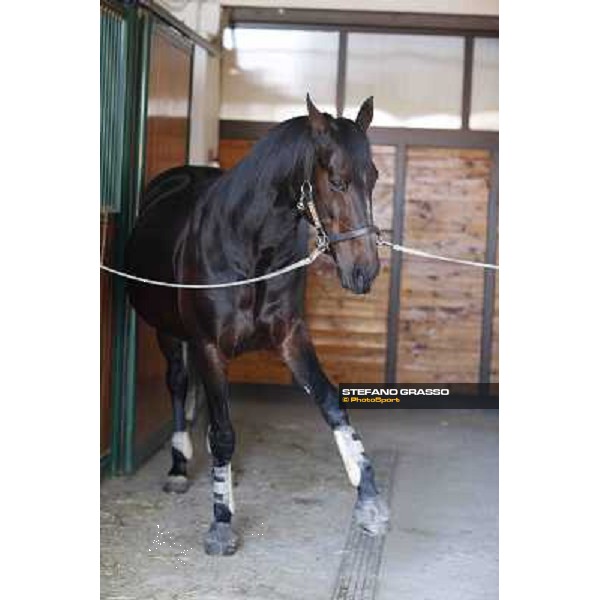 A morning with Varenne @ Il Grifone Stud Vigone (TO) 2011 ph.Stefano Grasso