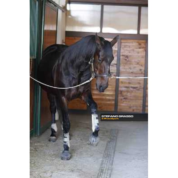 A morning with Varenne @ Il Grifone Stud Vigone (TO) 2011 ph.Stefano Grasso