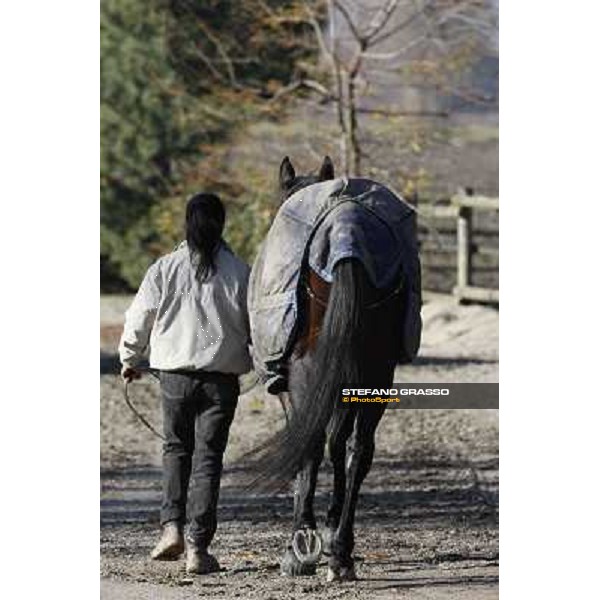 A morning with Varenne @ Il Grifone Stud Vigone (TO) 2011 ph.Stefano Grasso