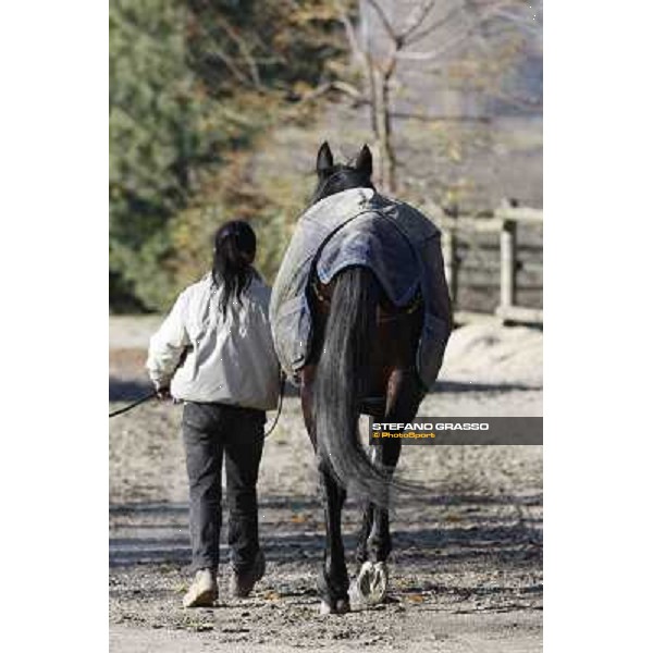 A morning with Varenne @ Il Grifone Stud Vigone (TO) 2011 ph.Stefano Grasso