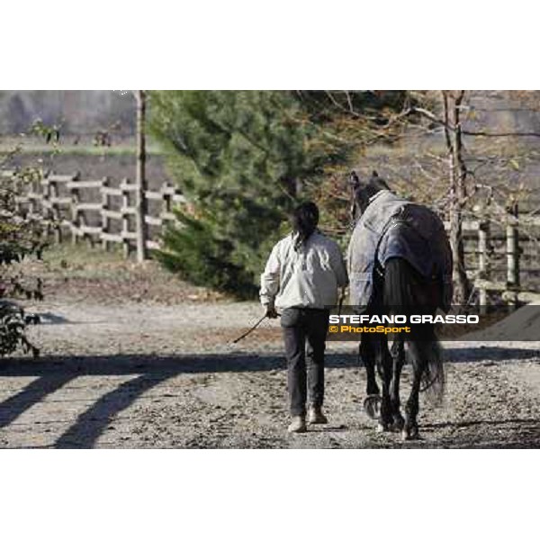 A morning with Varenne @ Il Grifone Stud Vigone (TO) 2011 ph.Stefano Grasso