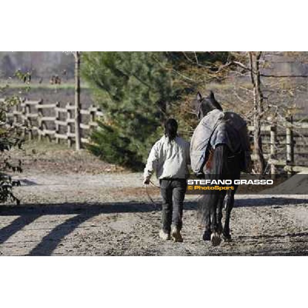 A morning with Varenne @ Il Grifone Stud Vigone (TO) 2011 ph.Stefano Grasso