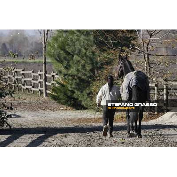 A morning with Varenne @ Il Grifone Stud Vigone (TO) 2011 ph.Stefano Grasso