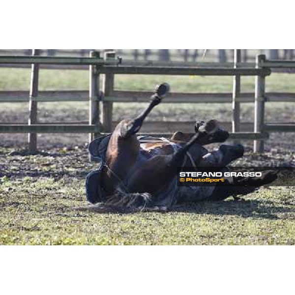 A morning with Varenne @ Il Grifone Stud Vigone (TO) 2011 ph.Stefano Grasso