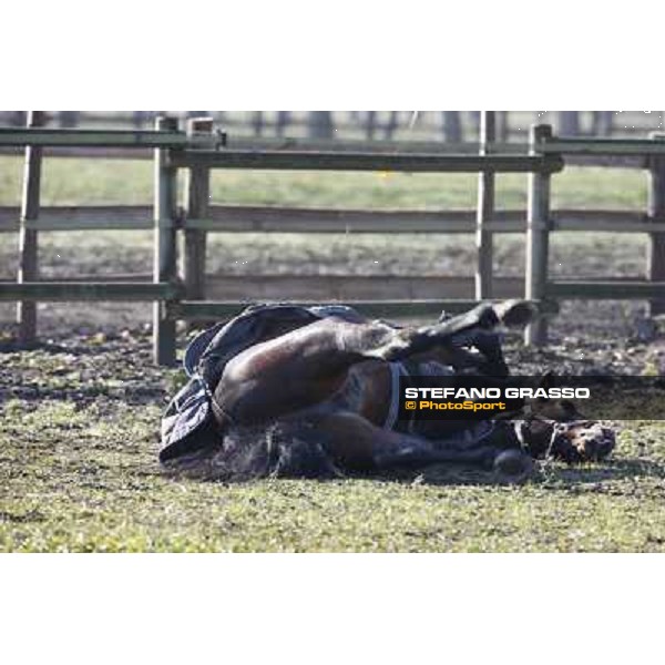 A morning with Varenne @ Il Grifone Stud Vigone (TO) 2011 ph.Stefano Grasso