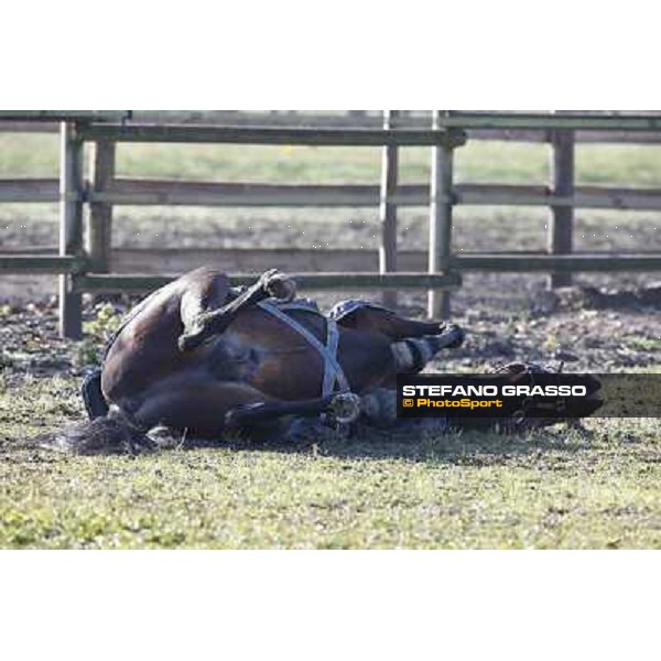 A morning with Varenne @ Il Grifone Stud Vigone (TO) 2011 ph.Stefano Grasso