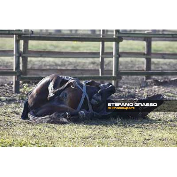 A morning with Varenne @ Il Grifone Stud Vigone (TO) 2011 ph.Stefano Grasso